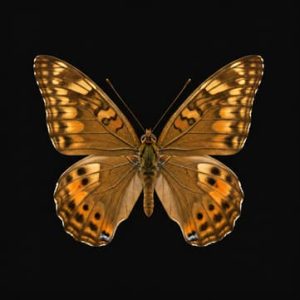 Bugaboo Butterfly